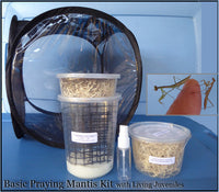 Praying Mantis Kit - Basic