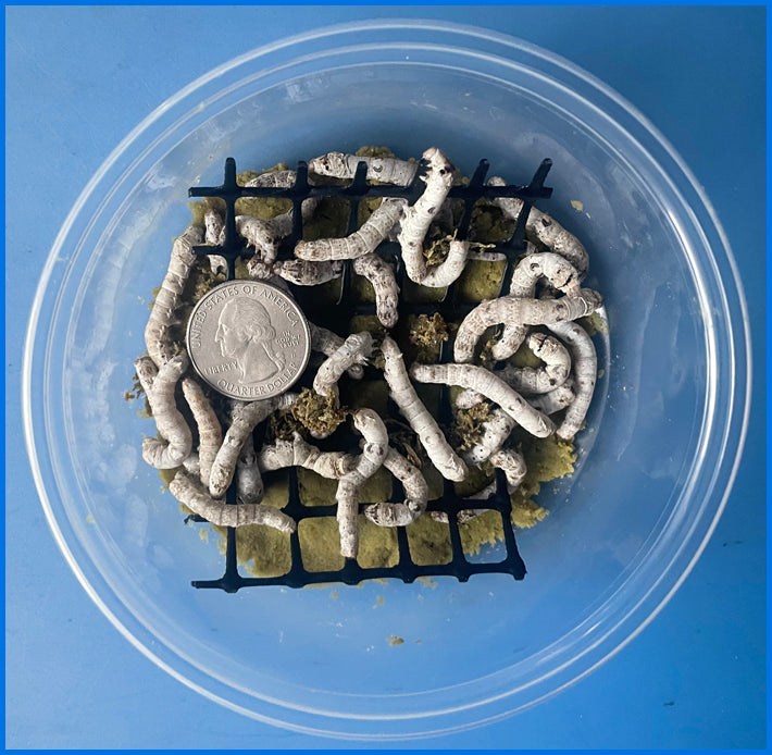 Silkworms Medium The Fruit Fly Shop