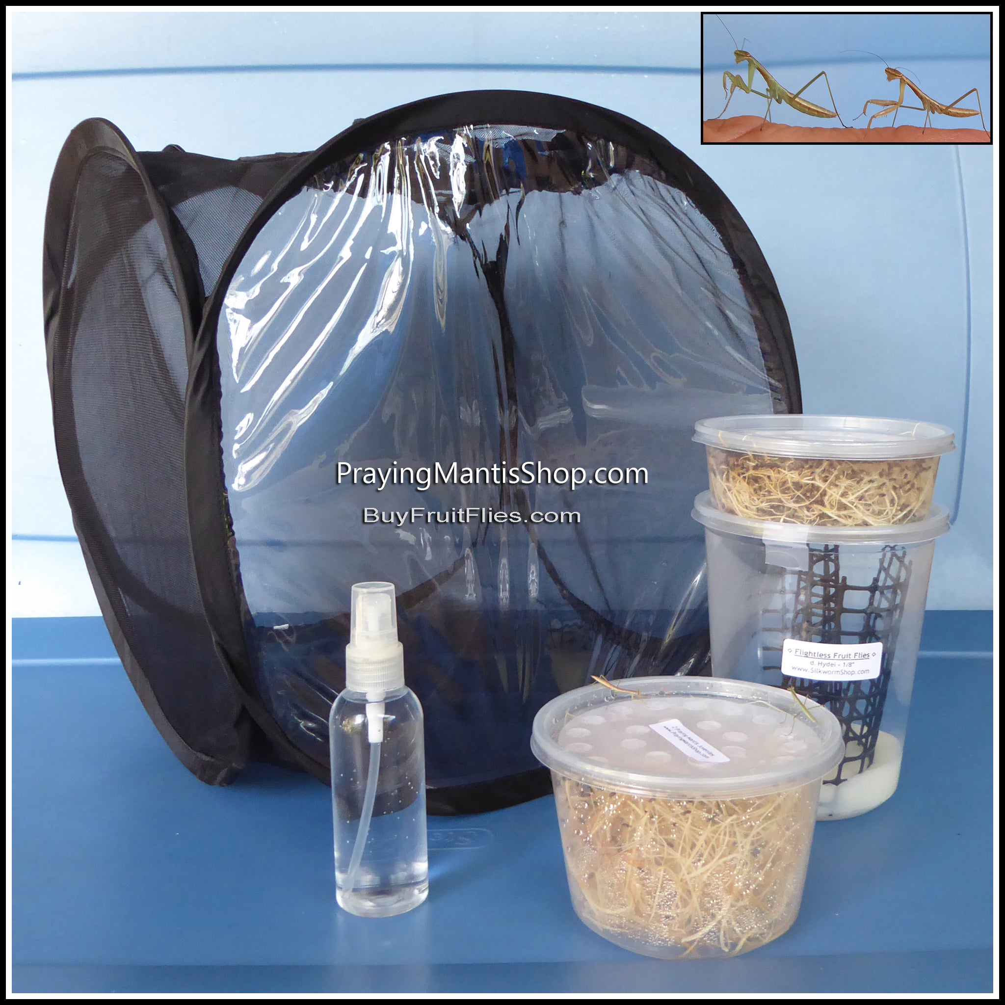 Praying Mantis Kits – The Fruit Fly Shop