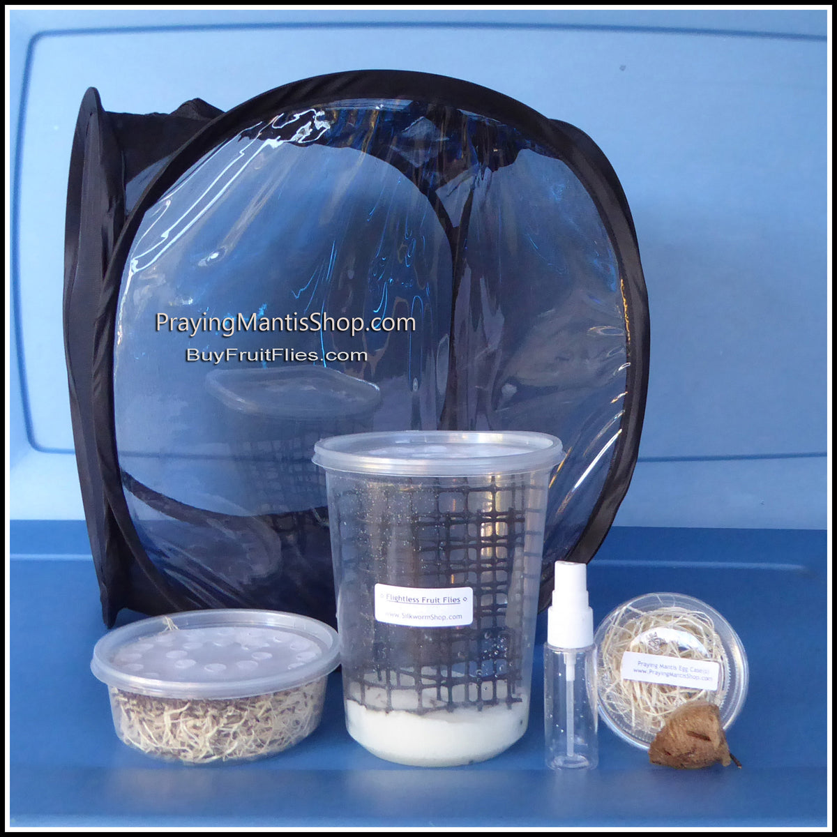 Praying Mantis Kit - Basic – The Fruit Fly Shop