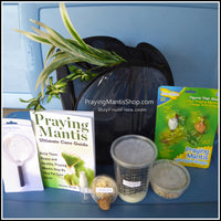 Praying Mantis Kit - Discovery