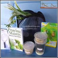 Praying Mantis Kit - Discovery