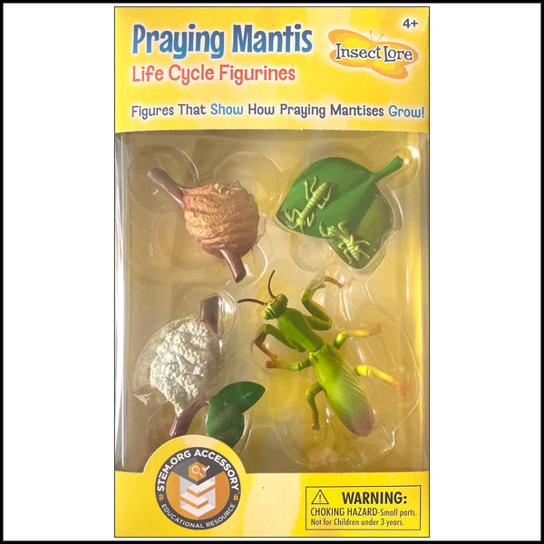 Praying Mantis Life Cycle Stages