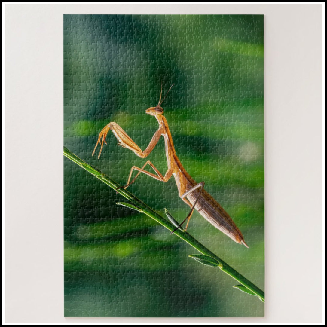 Praying Mantis Fun – The Fruit Fly Shop