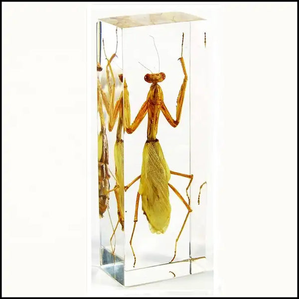 Praying Mantis Preserved Specimen