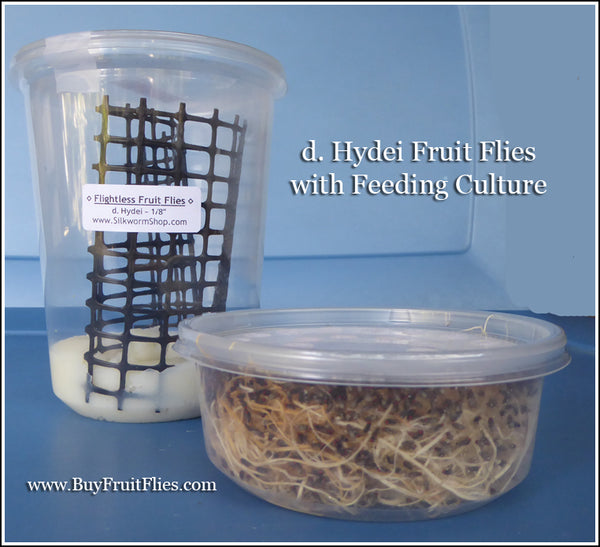 Fruit Flies 1/8'' Flightless - with Breeding Culture