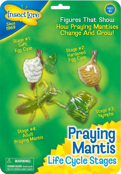 Praying Mantis Life Cycle Stages