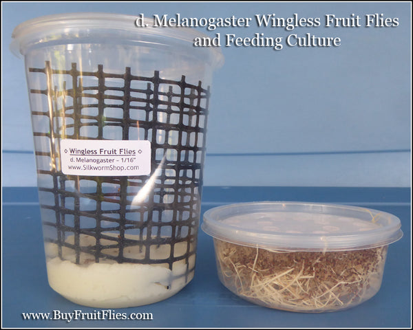 Fruit Flies 1/16'' Wingless - with Breeding Culture