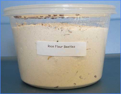 Rice Flour Beetles & Larvae (Tribolium confusum)