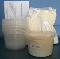 Rice Flour Beetles Culture Kit (Tribolium confusum)