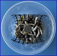 Silkworms - Large